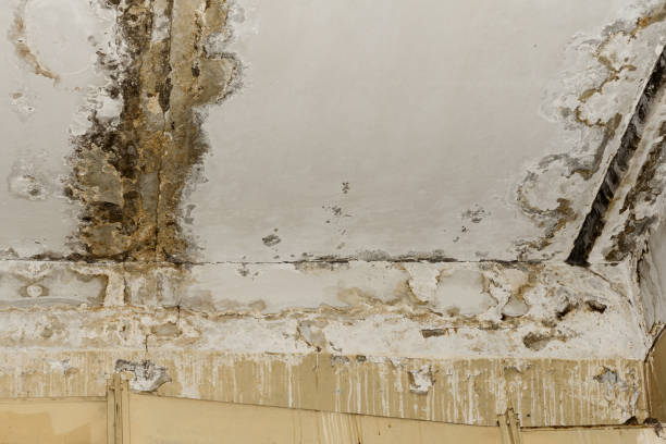 Best Mold Odor Removal Services  in Gerald, MO